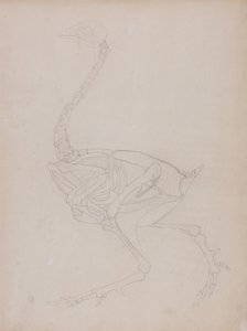 Vergelijkende anatomische expositie van de structuur van het menselijk lichaam met die van een tijger en een koe